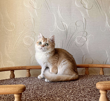 Британская золотая шиншилла