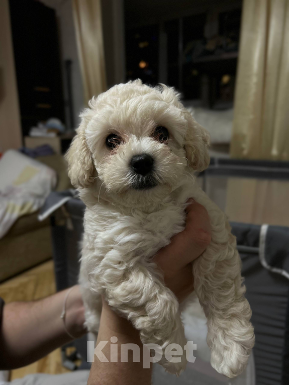 Собаки в Мытищах: Смайлик Девочка, 70 000 руб. - фото 3