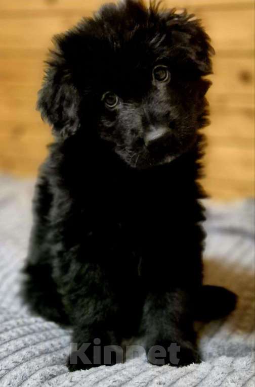 Собаки в других городах Московской области: Немецкая овчарка длинношёрстная Мальчик, 60 000 руб. - фото 5