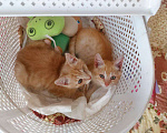 Кошки в Одинцово: Рыжие котята ищут дом!  Мальчик, Бесплатно - фото 1
