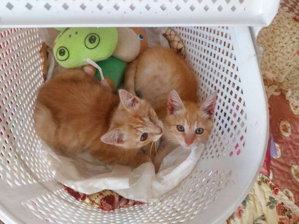 Кошки в Одинцово: Рыжие котята ищут дом!  Мальчик, Бесплатно - фото 1