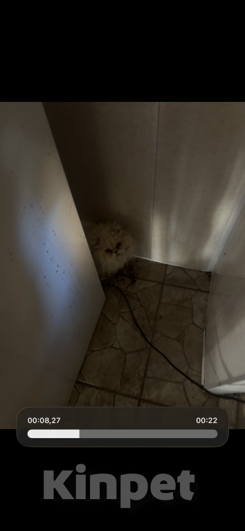 Кошки в Ростове-на-Дону: Найдена кошка Девочка, Бесплатно - фото 3