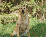 Собаки в Клине: Фантастическая Фанта даром Девочка, Бесплатно - фото 2