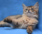 Кошки в Саранске: котята, 25 000 руб. - фото 1