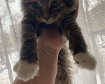 Кошки в Карачеве: Кошечка, Бесплатно - фото 2