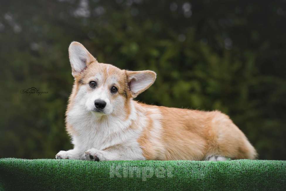 Собаки в Воронеже: Щенок вельш корги пемброк GABRIELLA DAISY Девочка, 60 000 руб. - фото 9