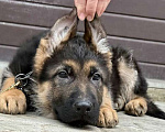 Собаки в Москве: Немецкая овчарка щенок Мальчик, 60 000 руб. - фото 1