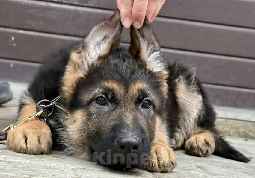 Собаки в Москве: Немецкая овчарка щенок Мальчик, 60 000 руб. - фото 1