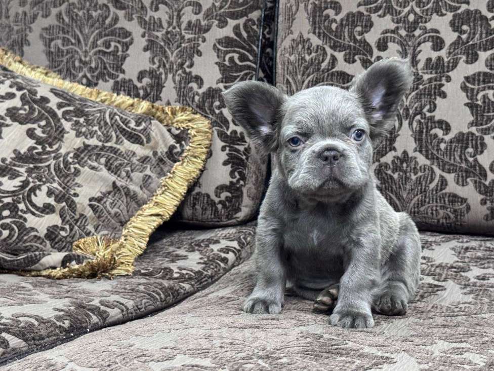 Собаки в Москве: Французский бульдог Флаффи девочка Девочка, 100 000 руб. - фото 2