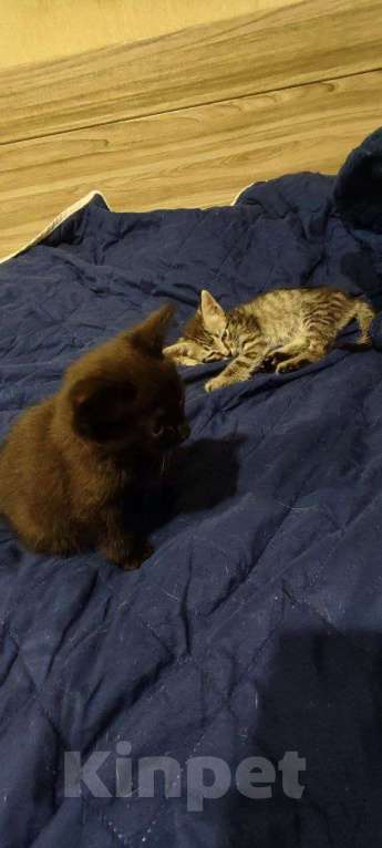 Кошки в Волгограде: котёнок в добрые руки Девочка, Бесплатно - фото 4