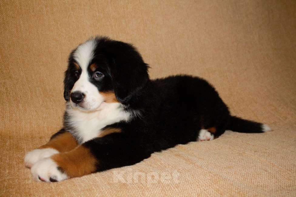 Собаки в других городах Московской области: Бернский зенненхунд Девочка, 120 000 руб. - фото 8