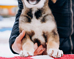Собаки в Мытищах: Щенок Борис ищет любящую семью Мальчик, Бесплатно - фото 3