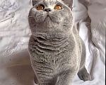 Кошки в Москве:  Британские элитные котята  Девочка, Бесплатно - фото 1