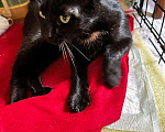 Кошки в Санкт-Петербурге: Черная красавица Клеопатра ищет любящую семью Девочка, 10 руб. - фото 4