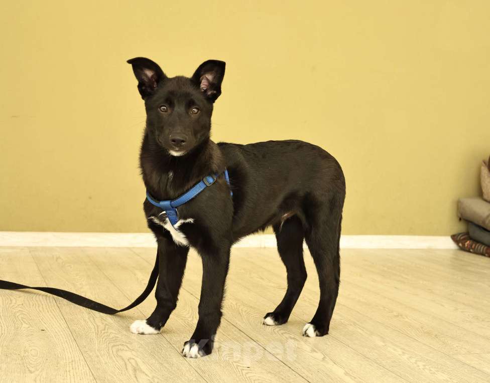 Собаки в Москве: Щенок бесплатно в Москве Мальчик, Бесплатно - фото 9