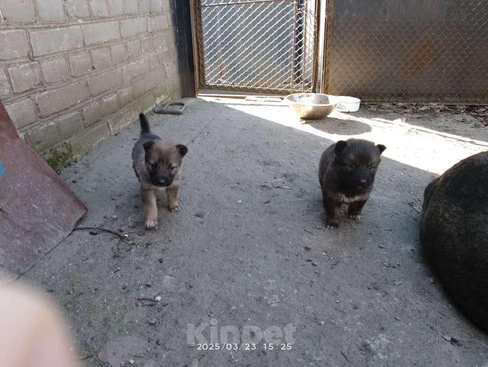 Собаки в Санкт-Петербурге: Макс Мальчик, 10 руб. - фото 3