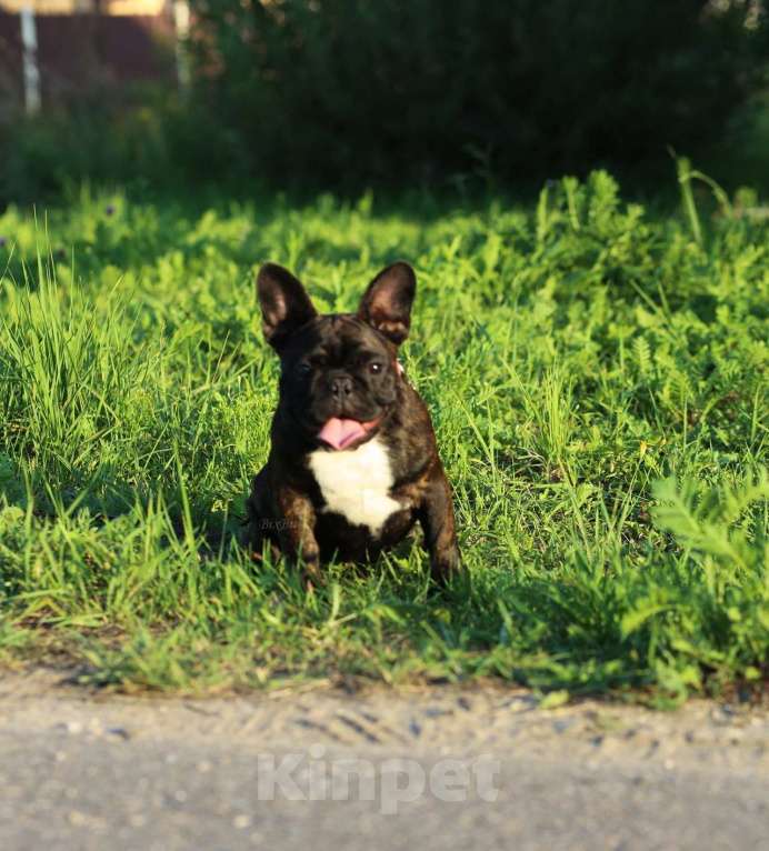 Собаки в Москве: Французский бульдог, девочка, РКФ Девочка, 70 000 руб. - фото 4