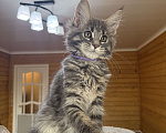 Кошки в Москве: Мейн-кун котенок Девочка, 50 000 руб. - фото 3