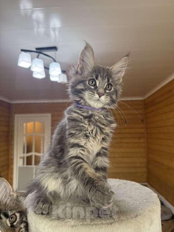 Кошки в Москве: Мейн-кун котенок Девочка, 50 000 руб. - фото 3