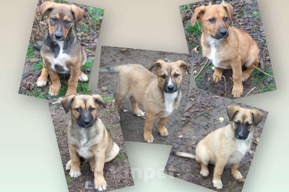 Собаки в Волгограде: Щенки ищут дом. Мальчики. 2.5 месяца Мальчик, Бесплатно - фото 1