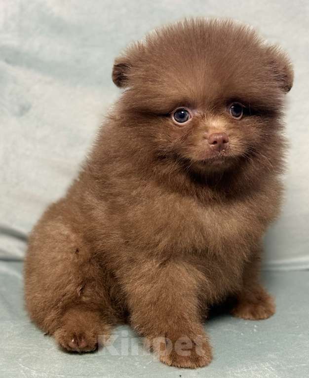 Собаки в Петрозаводске: Щенки шпица Разнополые, 30 000 руб. - фото 5