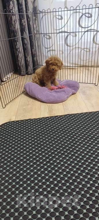 Собаки в Красноярске: Щенок той пудель Мальчик, 55 000 руб. - фото 2