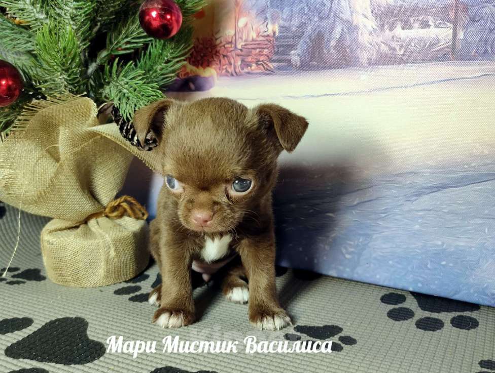 Собаки в Санкт-Петербурге: Мини Василиса чихуахуа шоколадного окраса Девочка, 120 000 руб. - фото 3