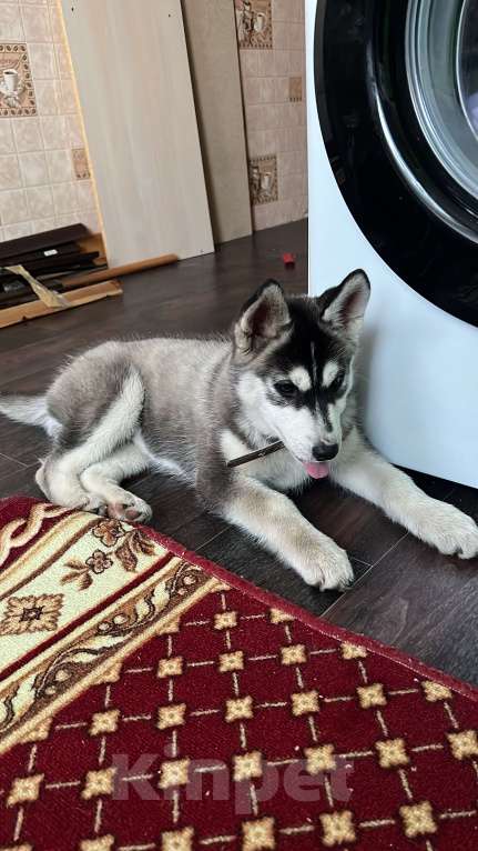 Собаки в Воронеже: Сибирская хаски  Девочка, Бесплатно - фото 2
