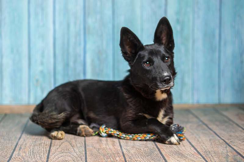 Собаки в Москве: Вельш корги кардиган Мартик в добрые руки Мальчик, 1 руб. - фото 3