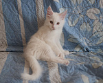 Кошки в Омске: Котенок мейнкун Девочка, 15 000 руб. - фото 1
