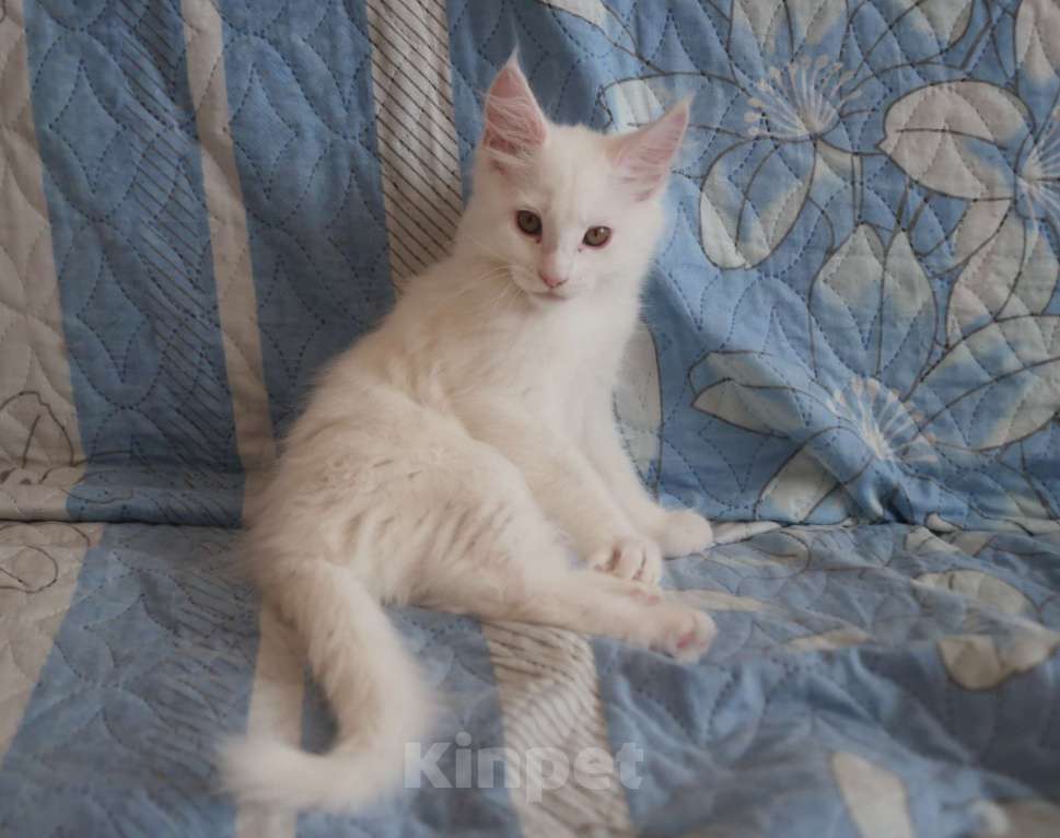 Кошки в Омске: Котенок мейнкун Девочка, 15 000 руб. - фото 1