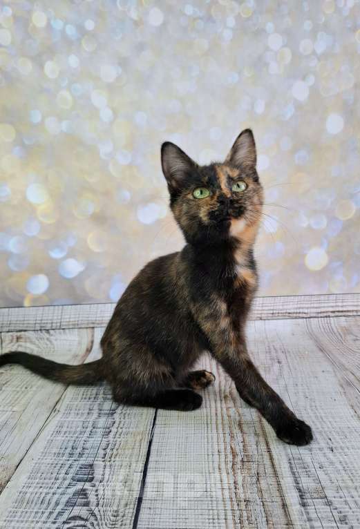 Кошки в Москве: Черепаховый котёнок в добрые руки  Девочка, Бесплатно - фото 4
