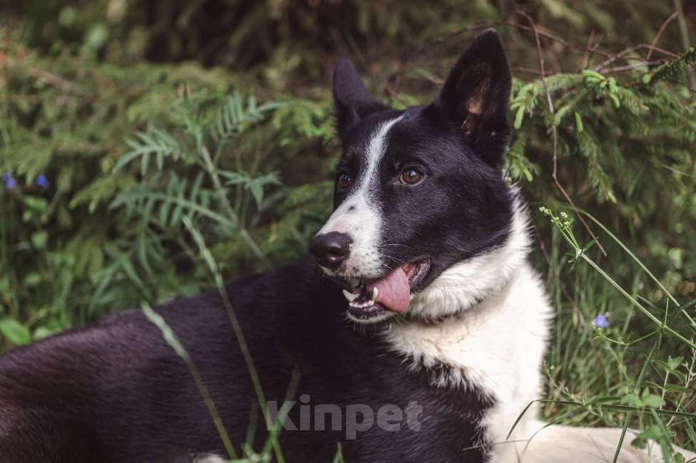 Собаки в Клине: Гелик — классный пёс Мальчик, Бесплатно - фото 1