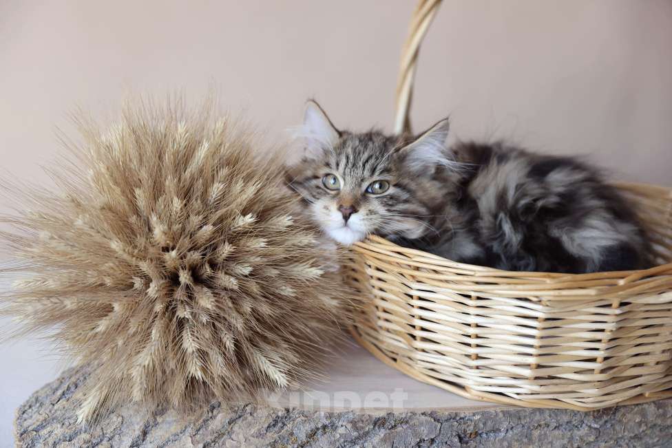 Кошки в Серпухове: Физалис  Русские Цветы Курильский Бобтейл Мальчик, 80 000 руб. - фото 3