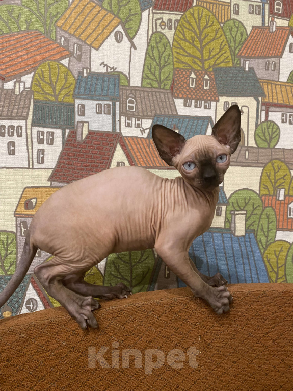 Кошки в Москве: Шикарная породная канадочка Девочка, 40 000 руб. - фото 6