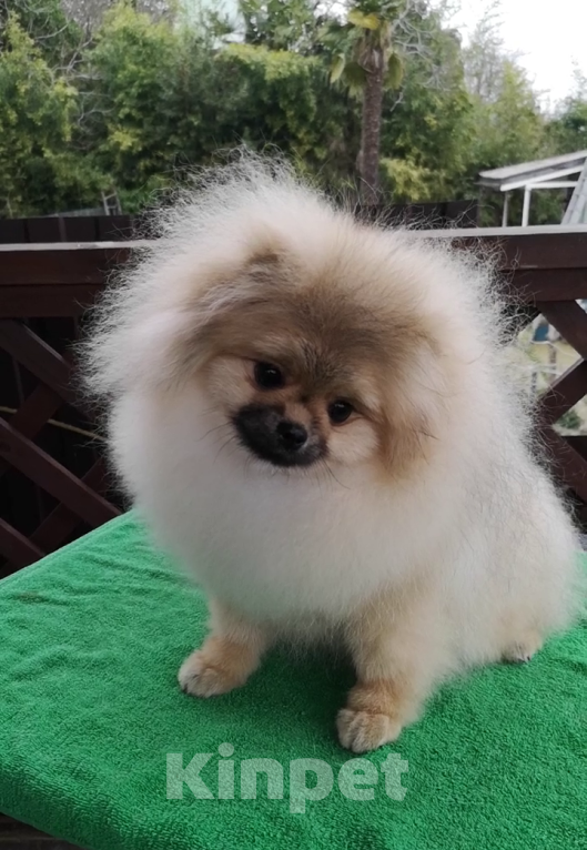 Собаки в Сочи: Девочки-помераночки Девочка, Бесплатно - фото 1