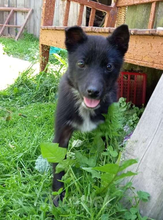 Собаки в Клинцах: В добрые руки  Девочка, 1 руб. - фото 3