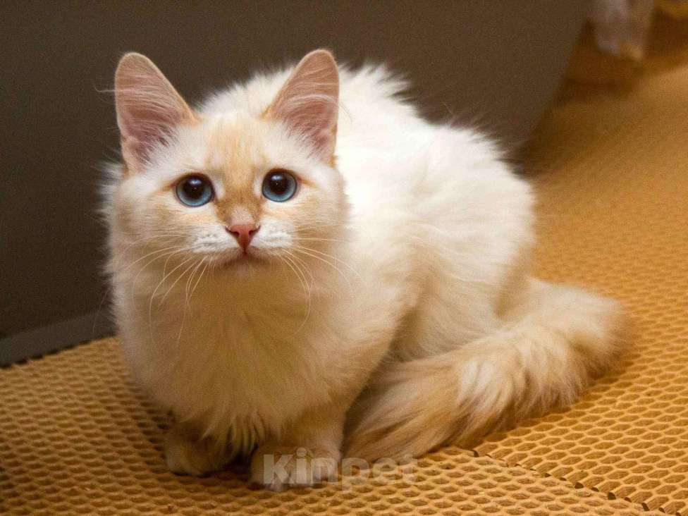 Кошки в Москве: Нежная ласковая кошечка Синди в добрые руки Девочка, Бесплатно - фото 1