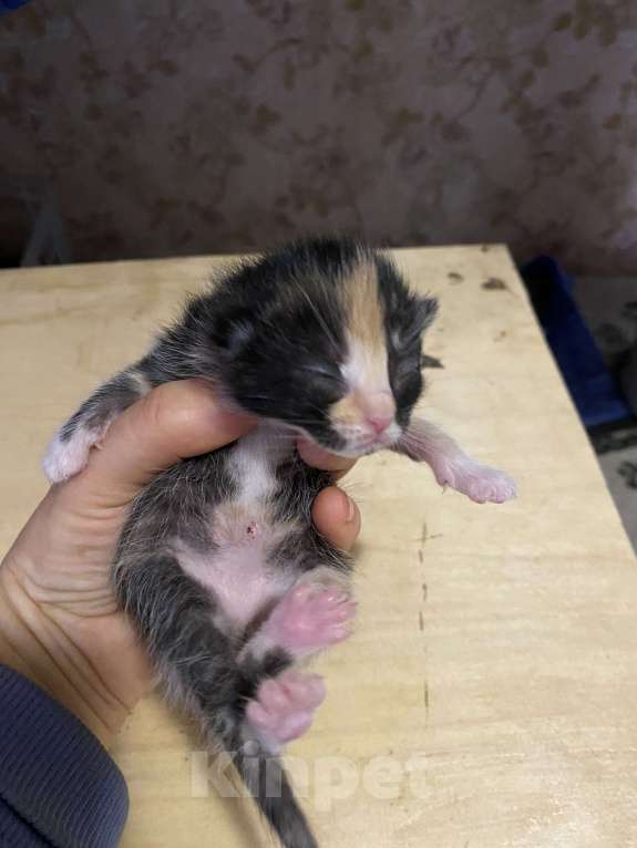 Кошки в Москве: Котята малыши Девочка, Бесплатно - фото 6