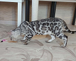 Кошки в Москве: Бенгальские котята серебро  Мальчик, Бесплатно - фото 9