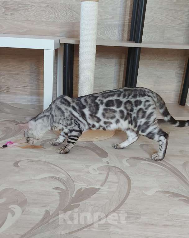 Кошки в Москве: Бенгальские котята серебро  Мальчик, Бесплатно - фото 9