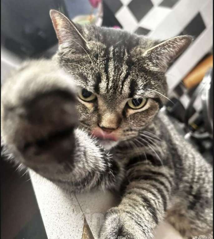 Кошки в Москве: Отдам котика в добрые руки, хорошим людям! Мальчик, Бесплатно - фото 2