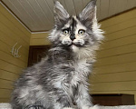 Кошки в других городах Московской области: Мейн-кун девчушка❤️ Девочка, 60 000 руб. - фото 1