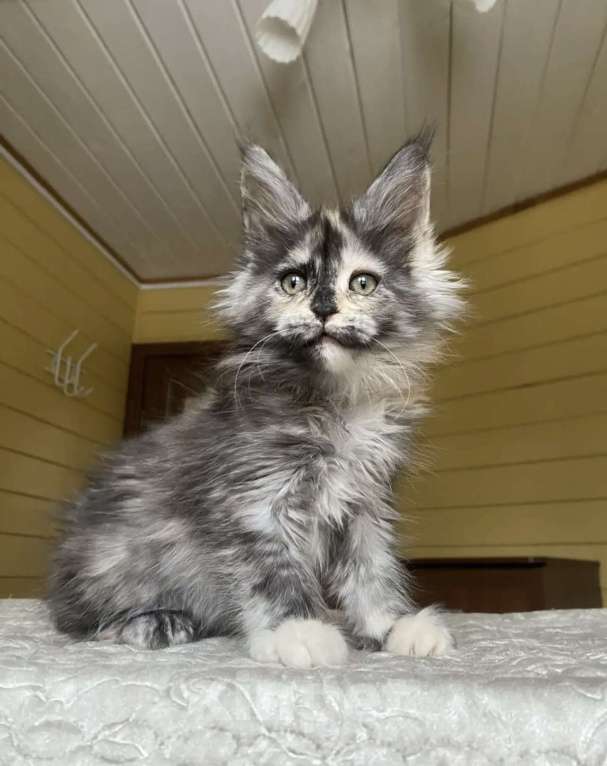 Кошки в других городах Московской области: Мейн-кун девчушка❤️ Девочка, 60 000 руб. - фото 1