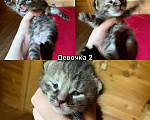 Кошки в других городах Ленинградской области: Булочки с корицей в добрые руки Разнополые, Бесплатно - фото 2