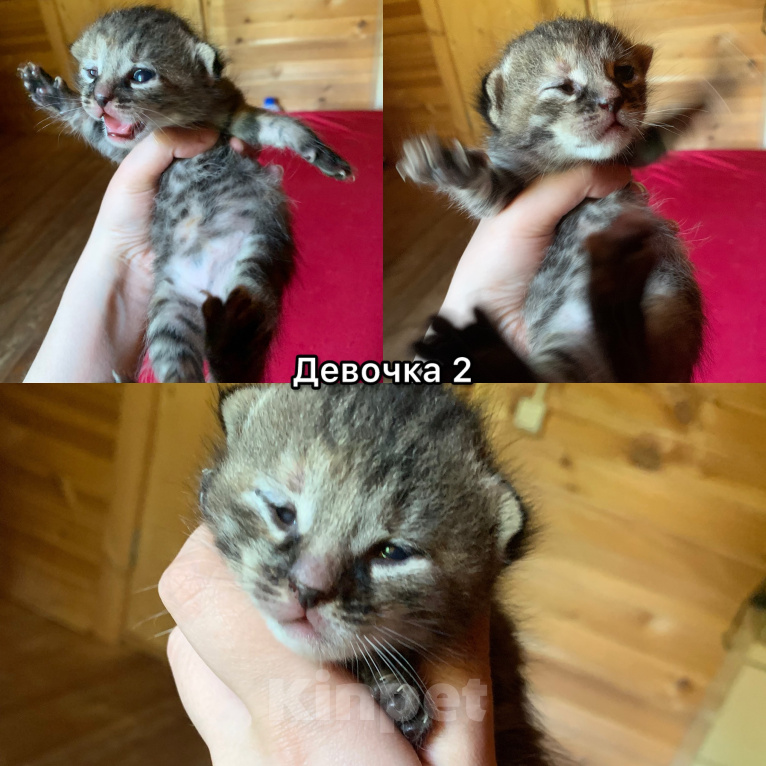 Кошки в других городах Ленинградской области: Булочки с корицей в добрые руки Разнополые, Бесплатно - фото 2