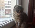 Кошки в Кемерово: Умная кошечка ищет дом Девочка, 10 руб. - фото 3