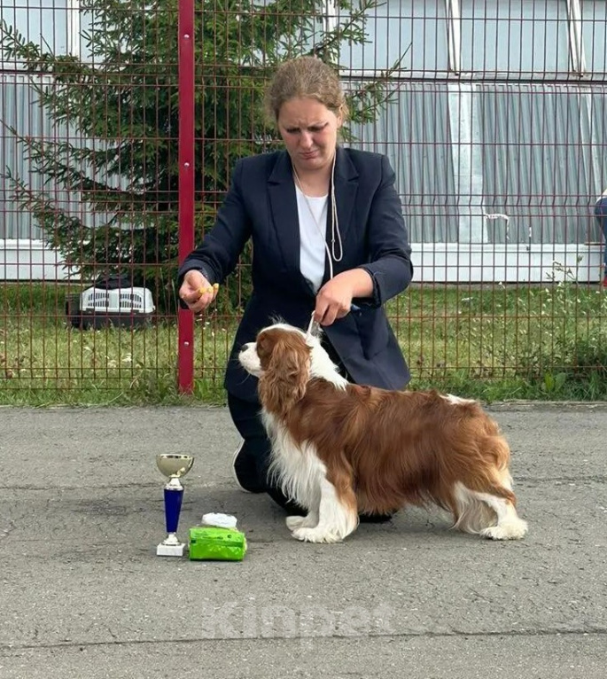 Собаки в Нижнем Новгороде: Продам щенков породы Кавалер Кинг Чарльз спаниель Мальчик, 80 000 руб. - фото 10