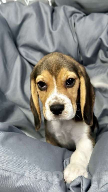 Собаки в Ростове-на-Дону: БИГЛЬ, щенок Мальчик, 24 000 руб. - фото 2