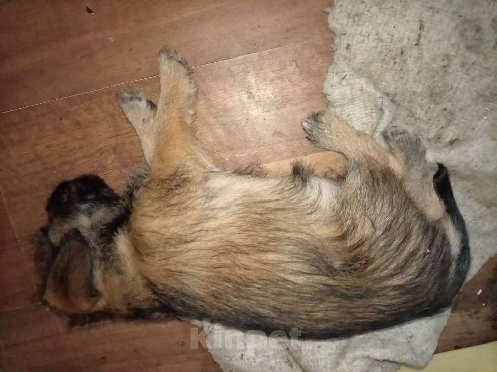 Собаки в Москве: Тихоня Мальчик, 1 руб. - фото 2